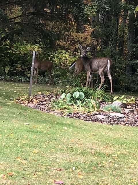 Picture for 111 Crystal Springs Drive 