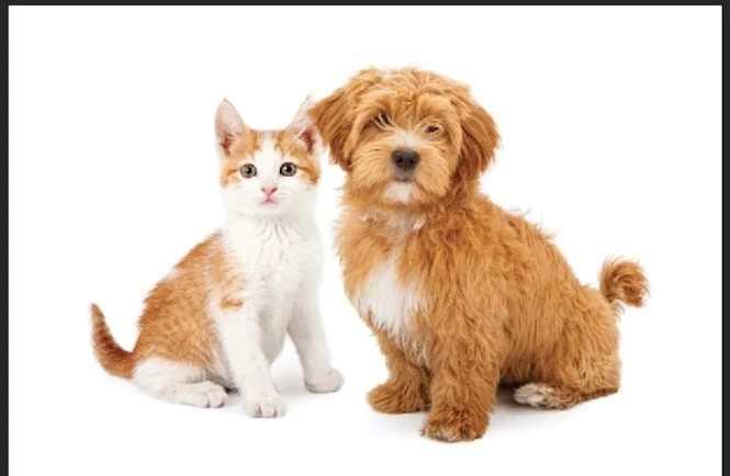 Picture for 123 Pet Specialty with Grooming Way 