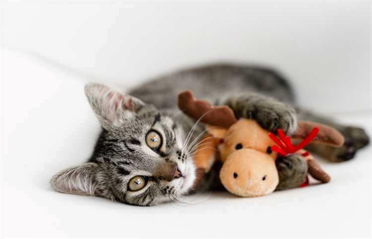 Picture for 123 Pet Specialty with Grooming Way 