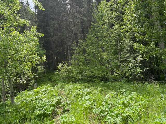 Picture for 229 Mountain Lion Drive 