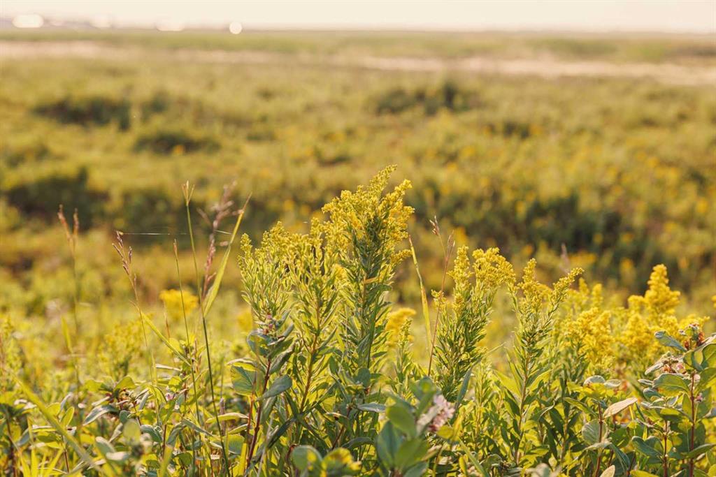 Picture for Parcel 8 Range Road 271 just south of Highway 9.  