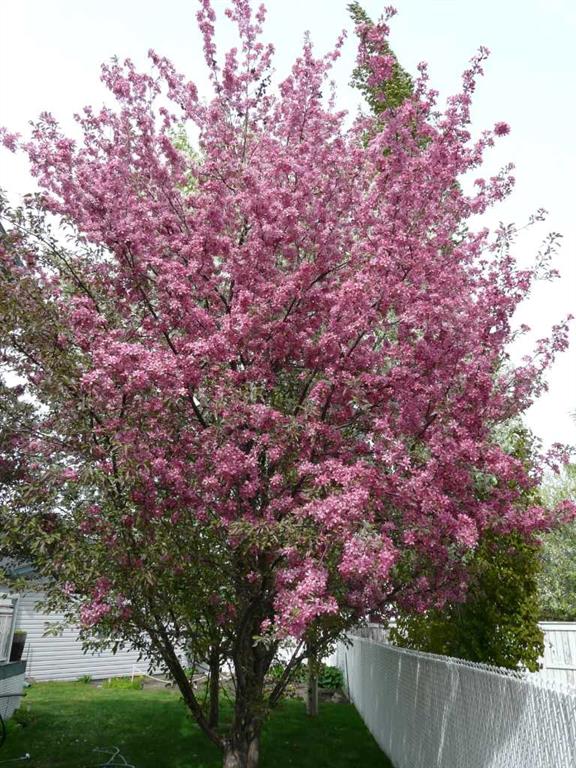 Picture for 116 Oakmere Place 