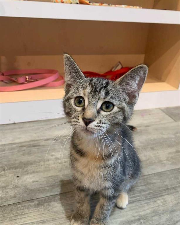 Picture for 7, 31 Bow St Common 