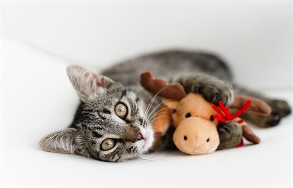 Picture for 123 Pet Store Way  