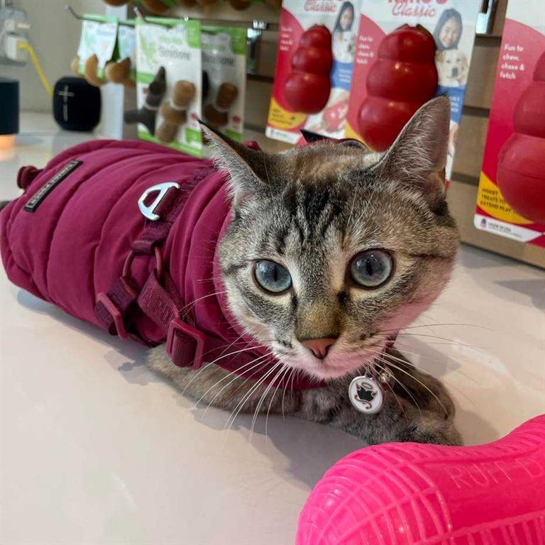 Picture for 555 Red Deer Pet Place  